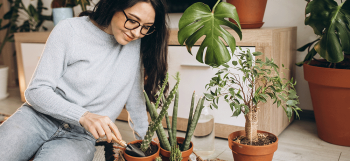 Plantas em apartamento – Por que tê-las?